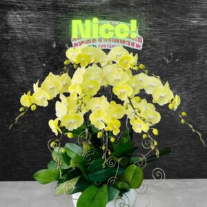 Hồ Điệp Chậu Vừa 12