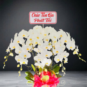 Hồ Điệp Chậu Vừa 13