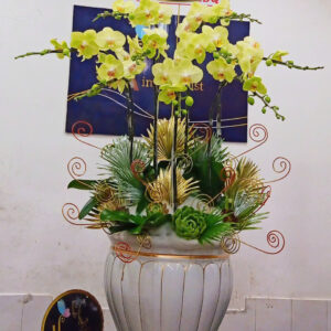 Hồ Điệp Chậu Vừa 15