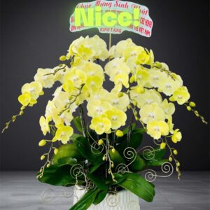 Hồ Điệp Chậu Vừa 16