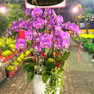 Hồ Điệp Chậu Vừa 19