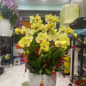 Hồ Điệp Chậu Vừa 21