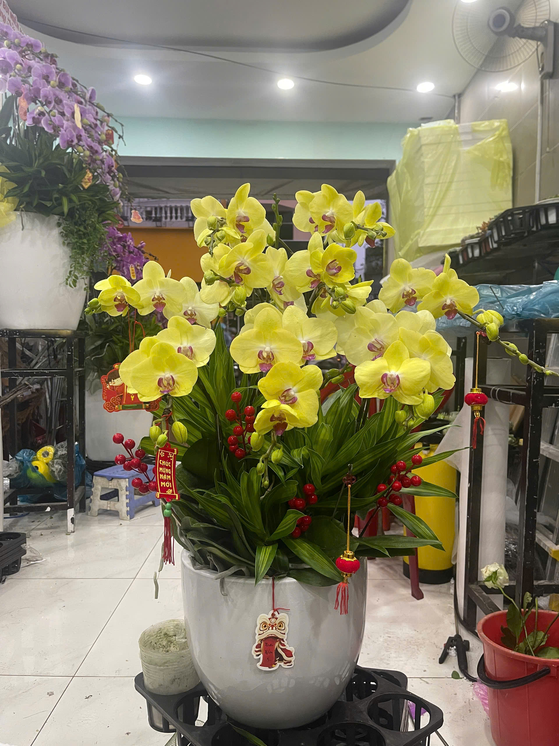 Hồ Điệp Chậu Vừa 21