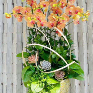Hồ Điệp Chậu Vừa 24