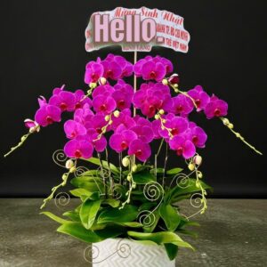 Hồ Điệp Chậu Vừa 27