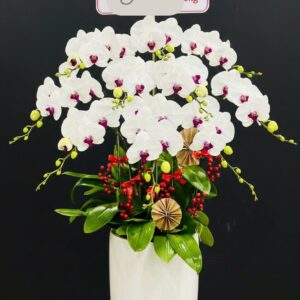 Hồ Điệp Chậu Vừa 28