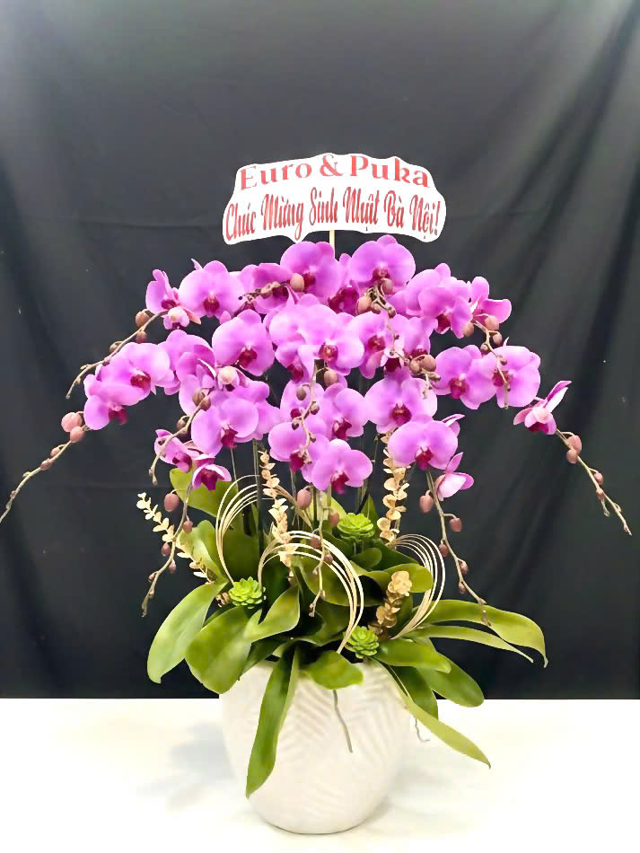 Hồ Điệp Chậu Vừa 29