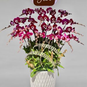 Hồ Điệp Chậu Vừa 31