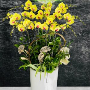 Hồ Điệp Chậu Vừa 32