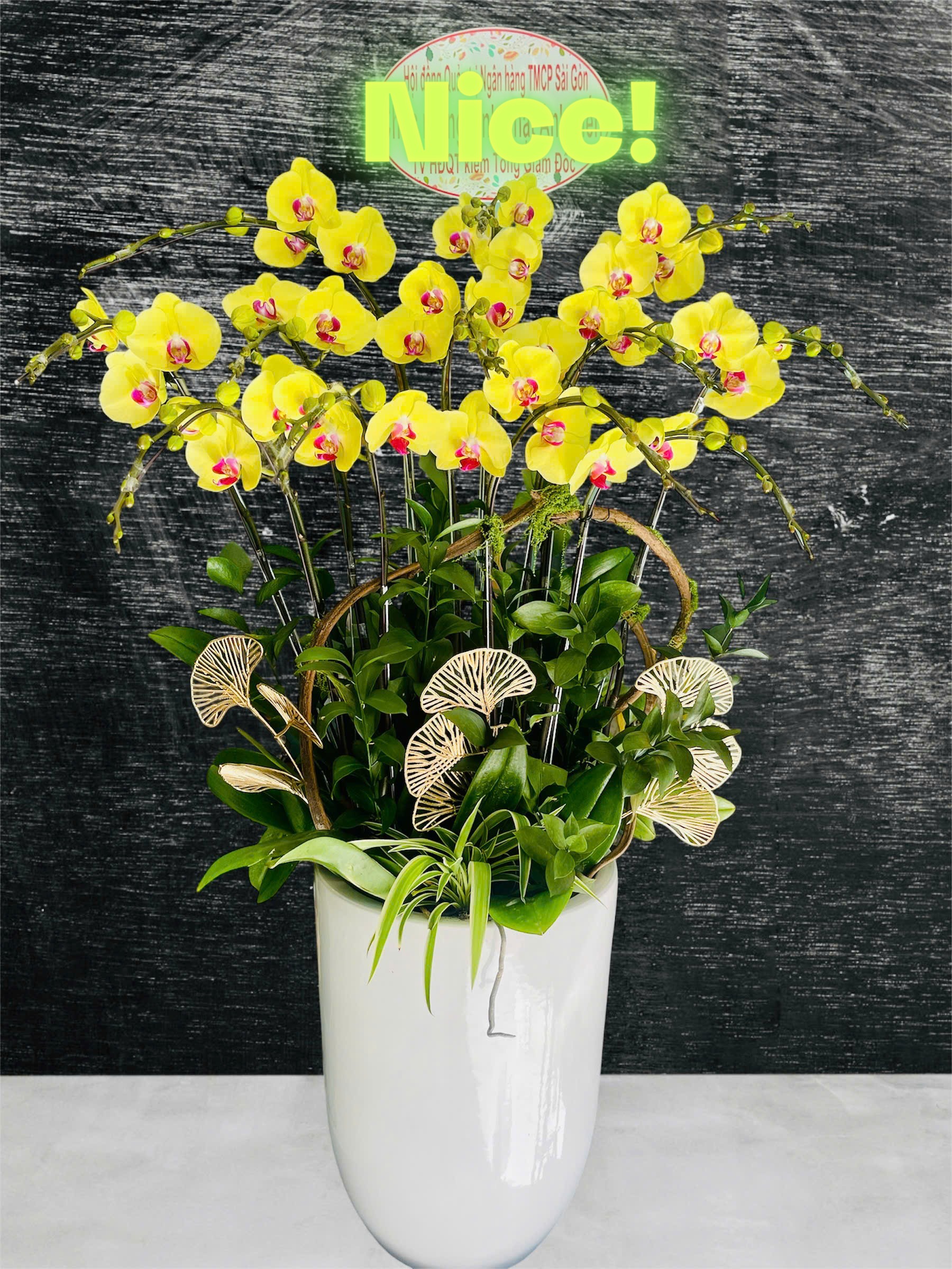 Hồ Điệp Chậu Vừa 32