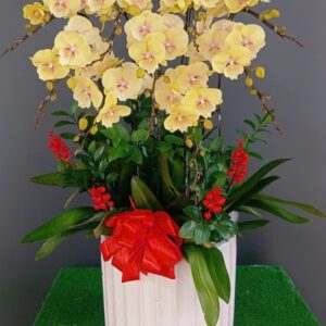 Hồ Điệp Chậu Vừa 33