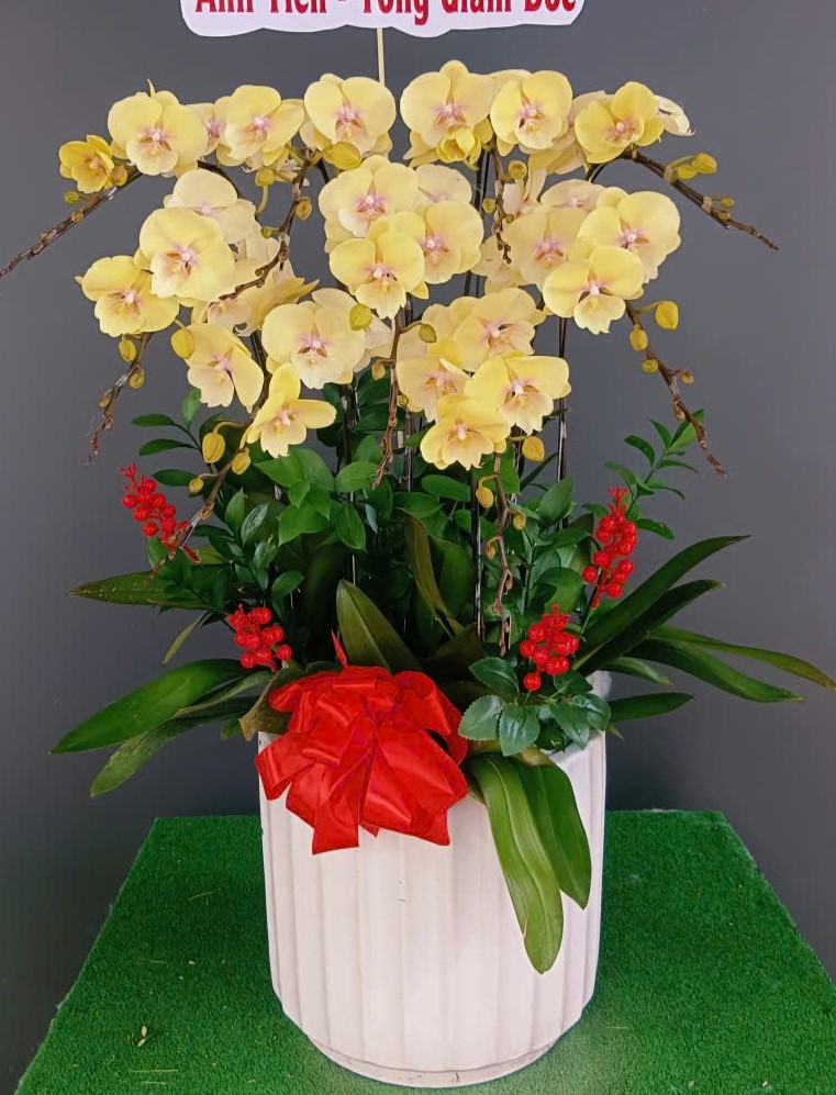 Hồ Điệp Chậu Vừa 33