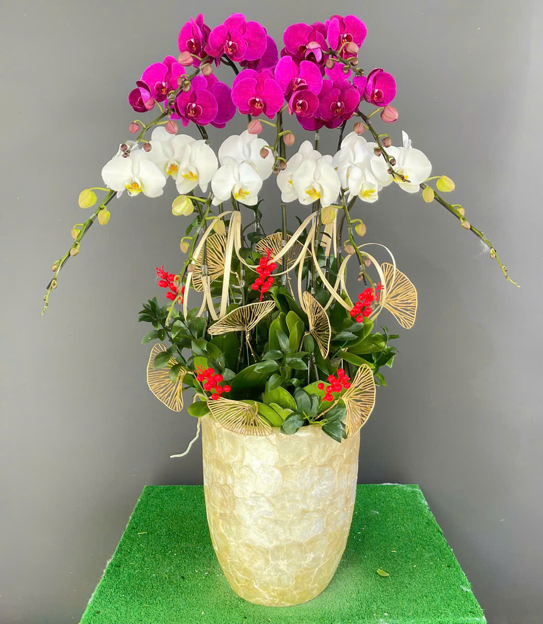 Hồ Điệp Chậu Vừa 35