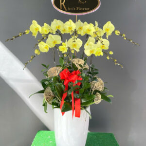 Hồ Điệp Chậu Vừa 38