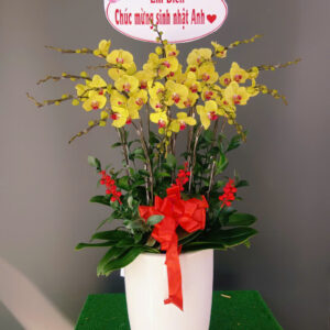 Hồ Điệp Chậu Vừa 42