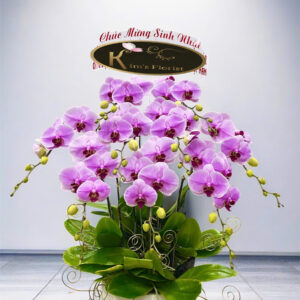 Hồ Điệp Chậu Vừa 45