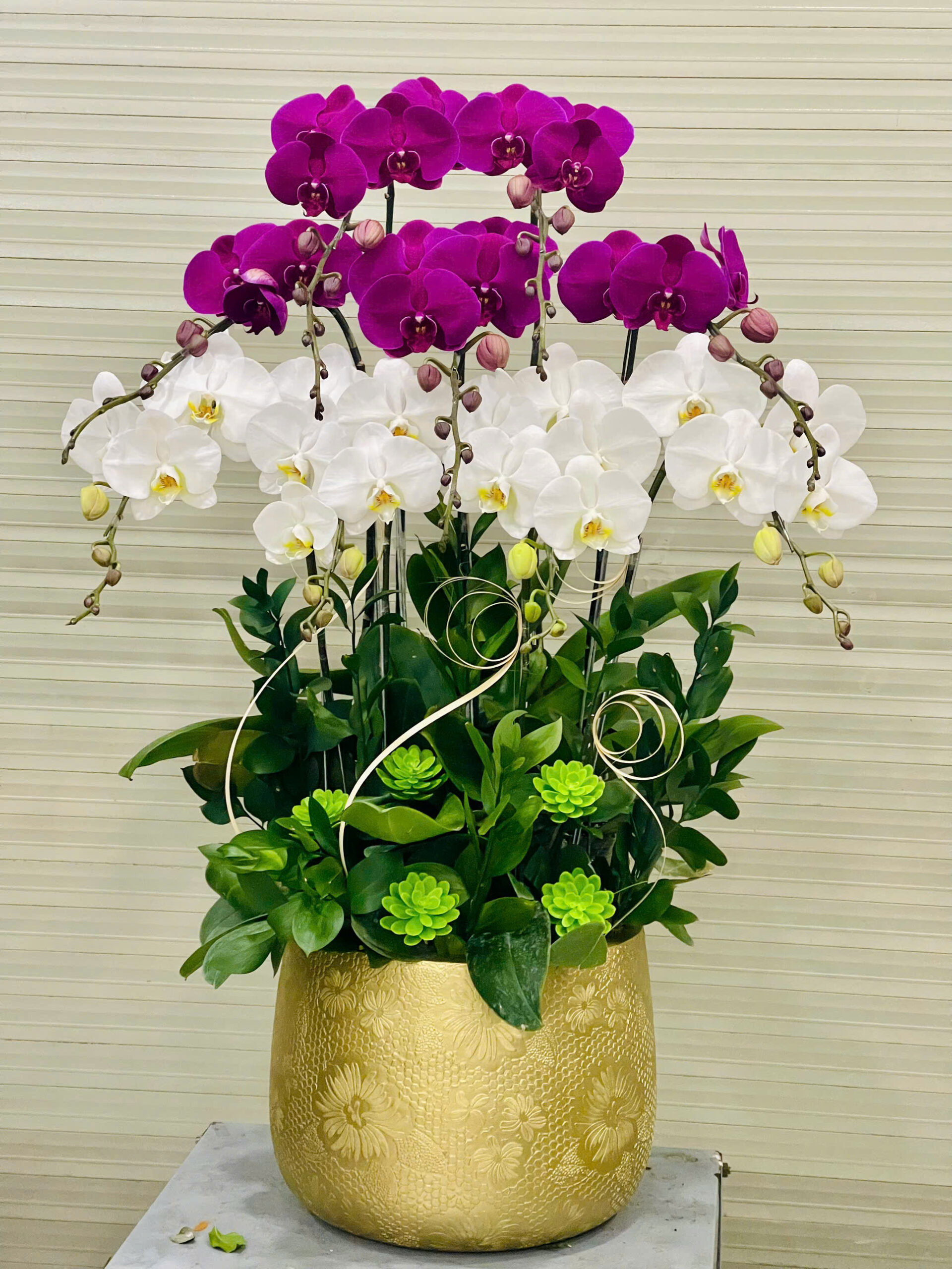 Hồ Điệp Chậu Vừa 46