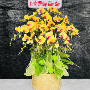 Hồ Điệp Chậu Vừa 47