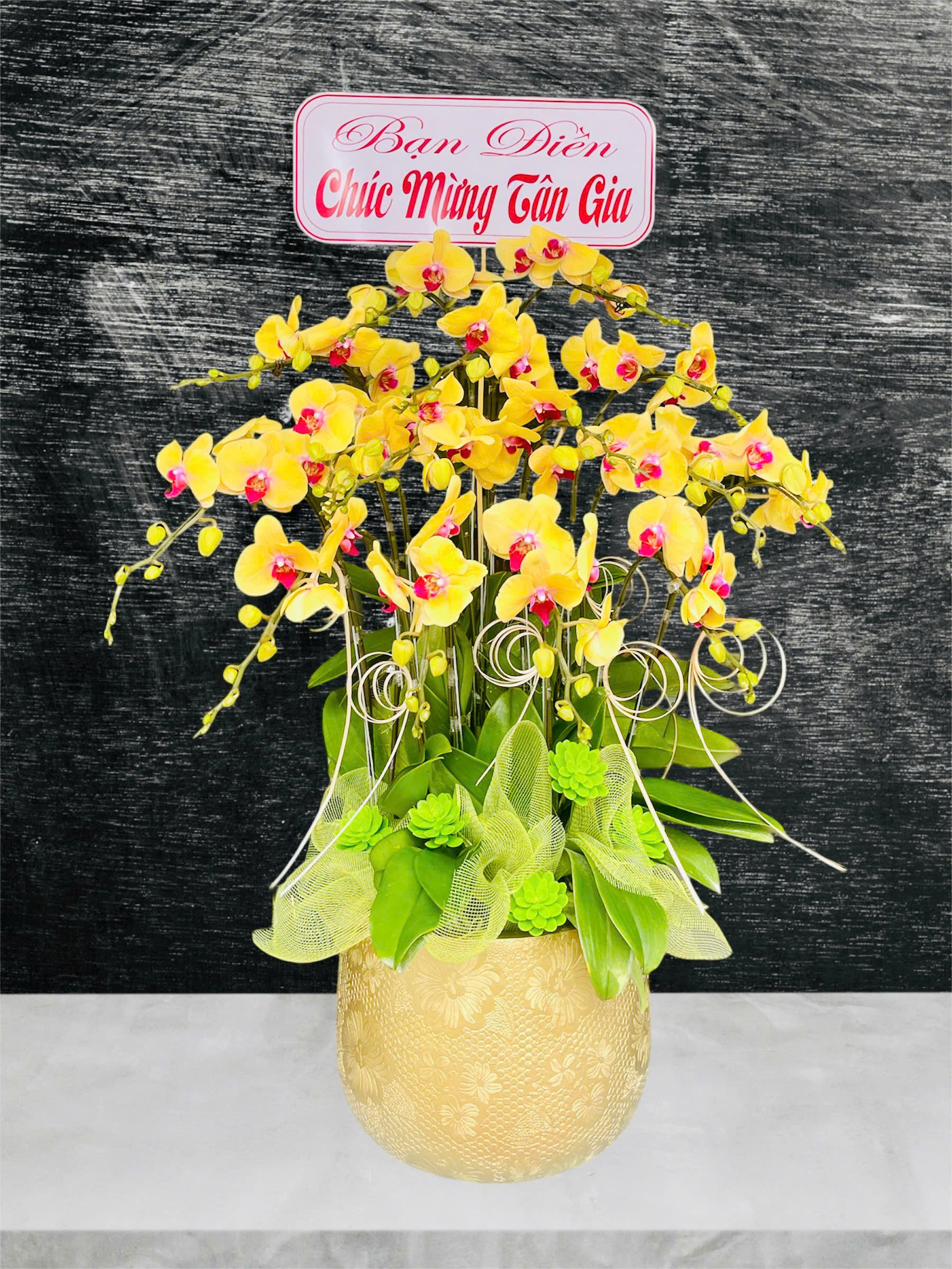 Hồ Điệp Chậu Vừa 47