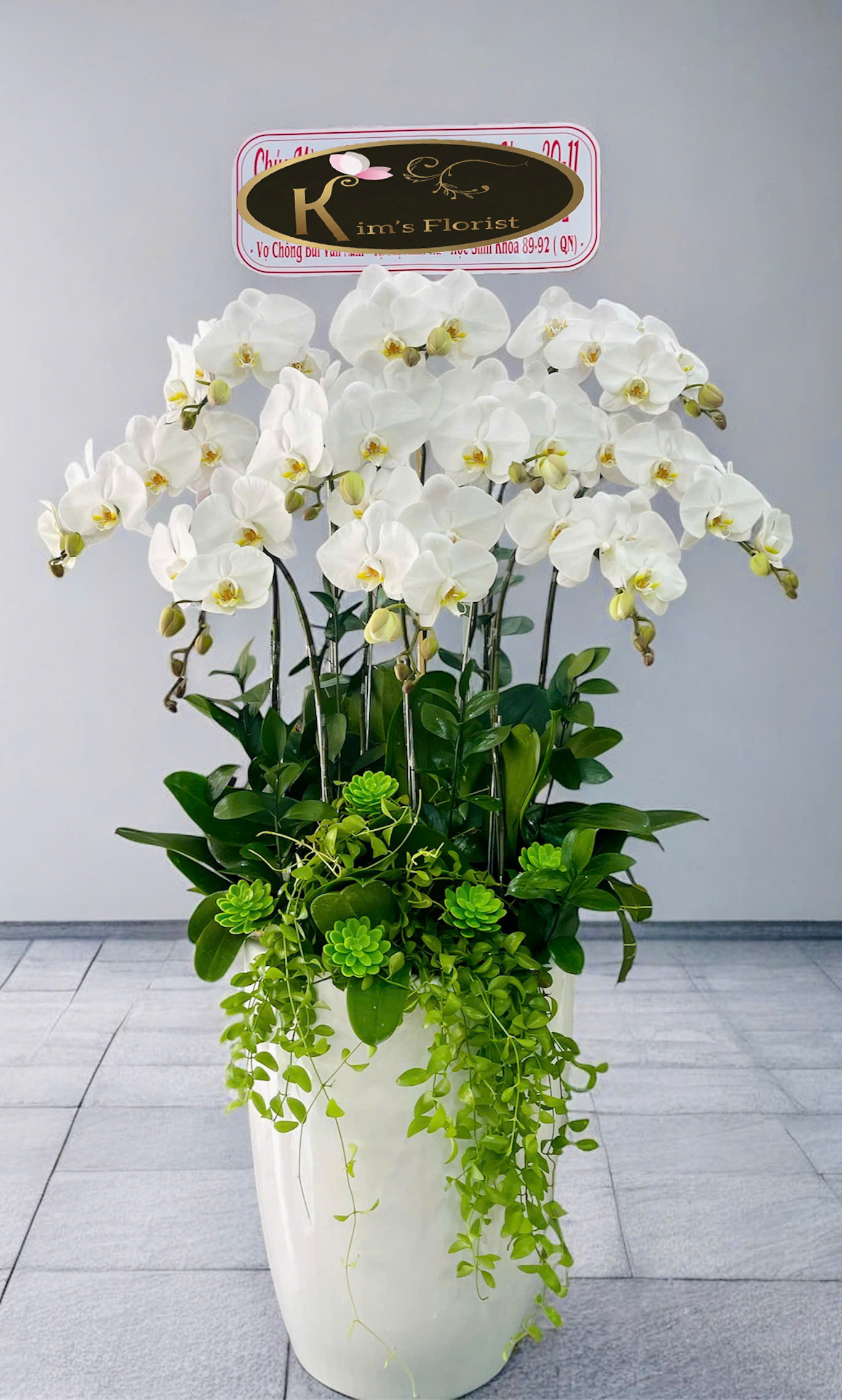 Hồ Điệp Chậu Vừa 50