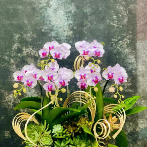 Chậu Lan Mini 05