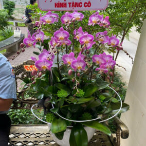Chậu Lan Mini 07