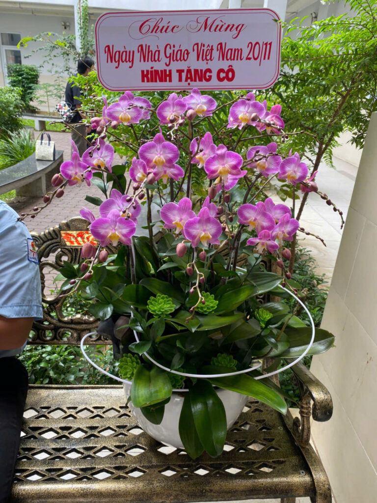 Chậu Lan Mini 07